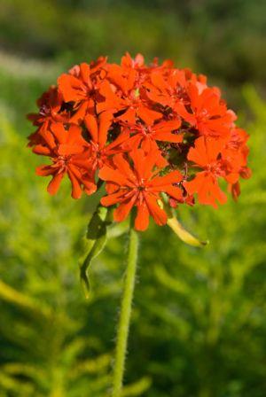 Maltese Cross  Lychnis chalcedonica